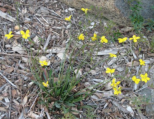 Goodenia lineata